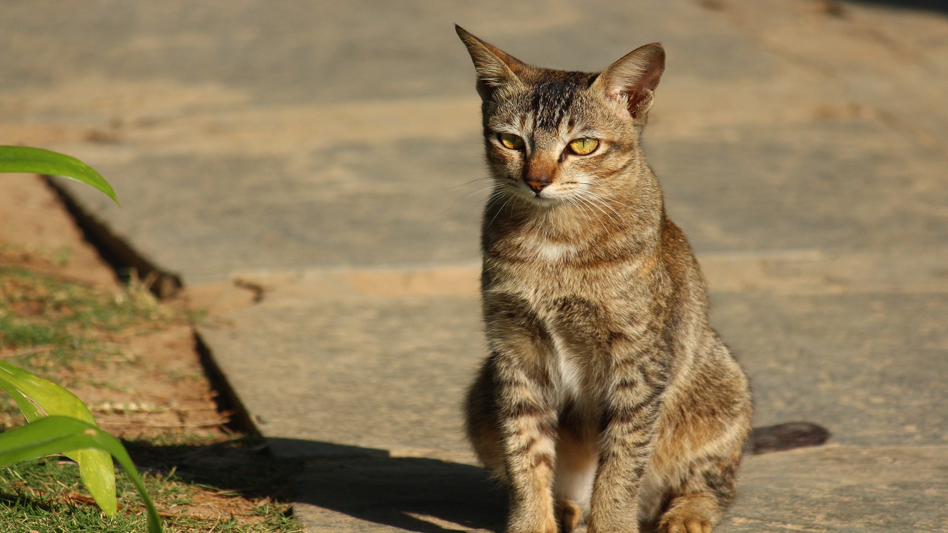 A focused Indian street cat sitting still on a sunlit path, ears alert in opposite directions, eyes locked forward—calm on the outside but fully awake, embodying silent wisdom and readiness to move in a blink.